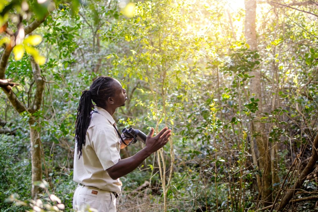 A lodge guide pauses on a dune-forest trail, sunlight filtering through the green canopy.