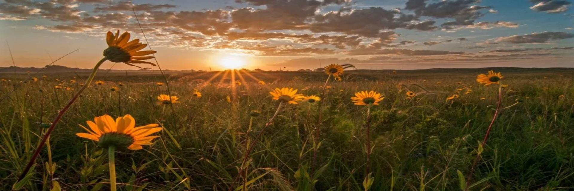 Sunset over an open prairie of wild sunflowers