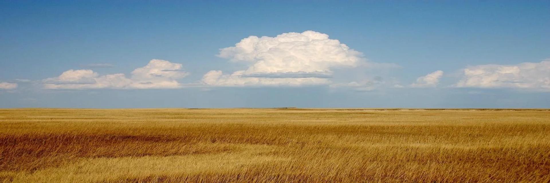 Prairie grass and an open sky in Kit Carson County