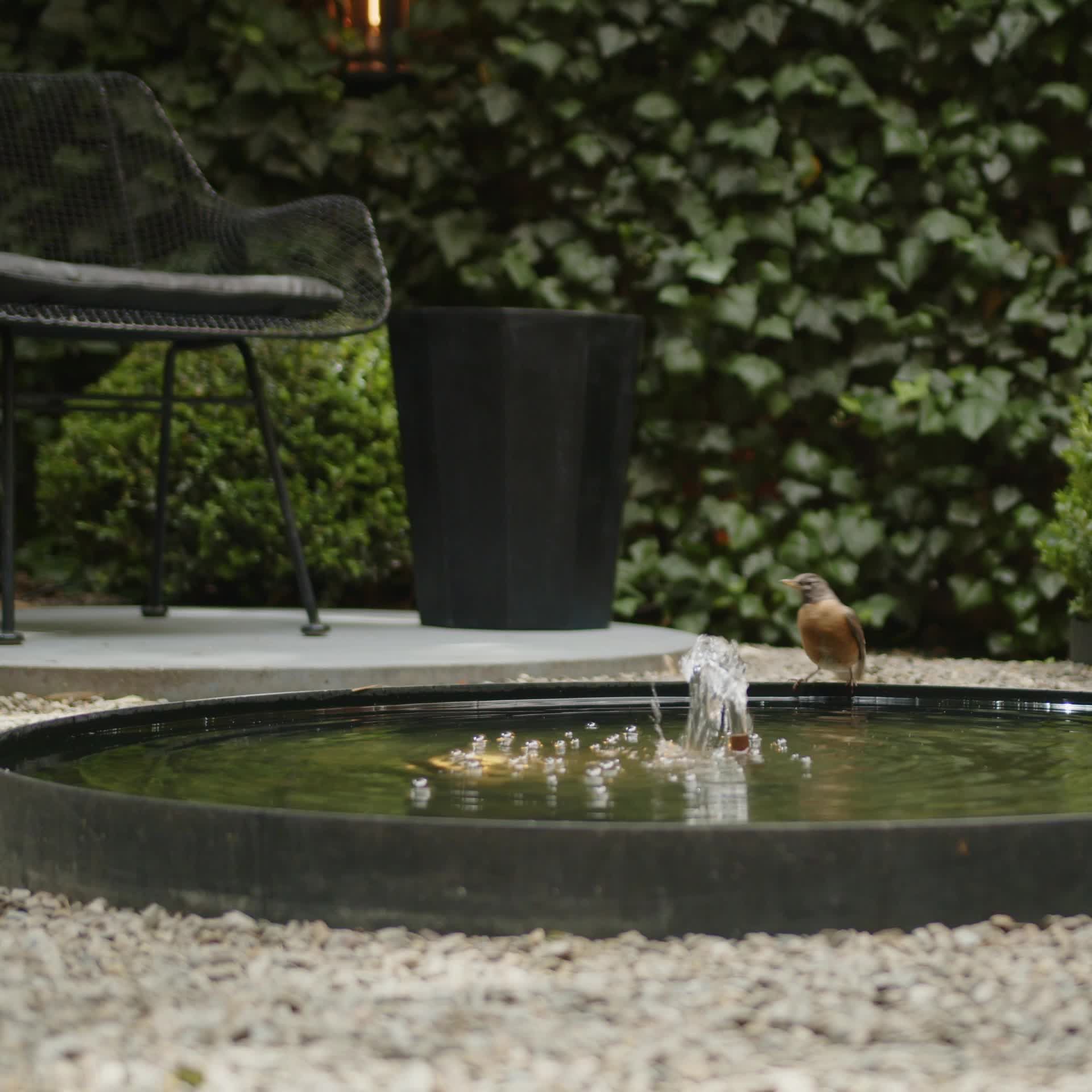 A robin perched on the rim of a circular garden water feature, with an ivy-covered wall behind