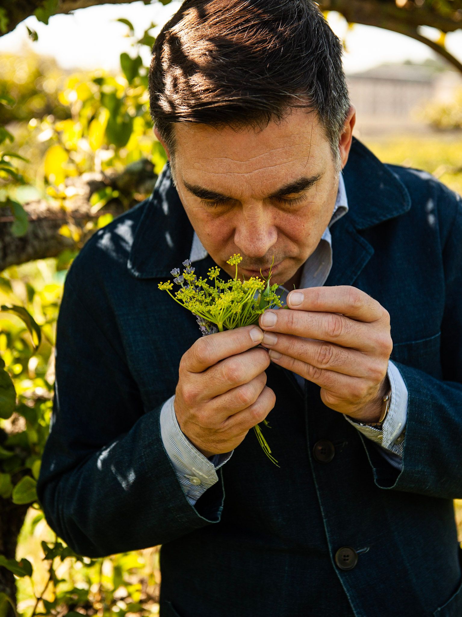 A man in a denim jacket smelling a sprig of fennel and lavender in a sunlit garden