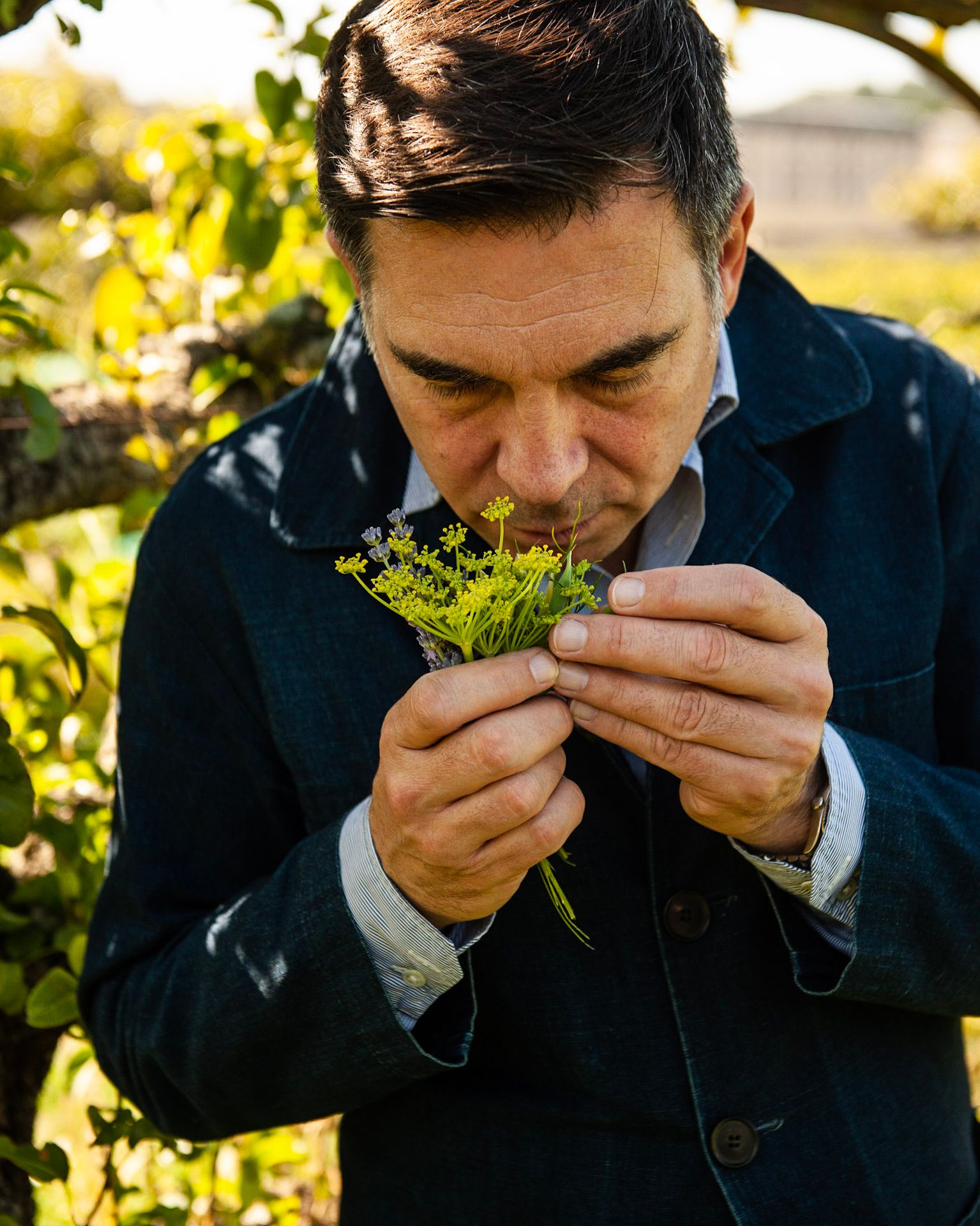 A man in a denim jacket smelling a sprig of fennel and lavender in a sunlit garden