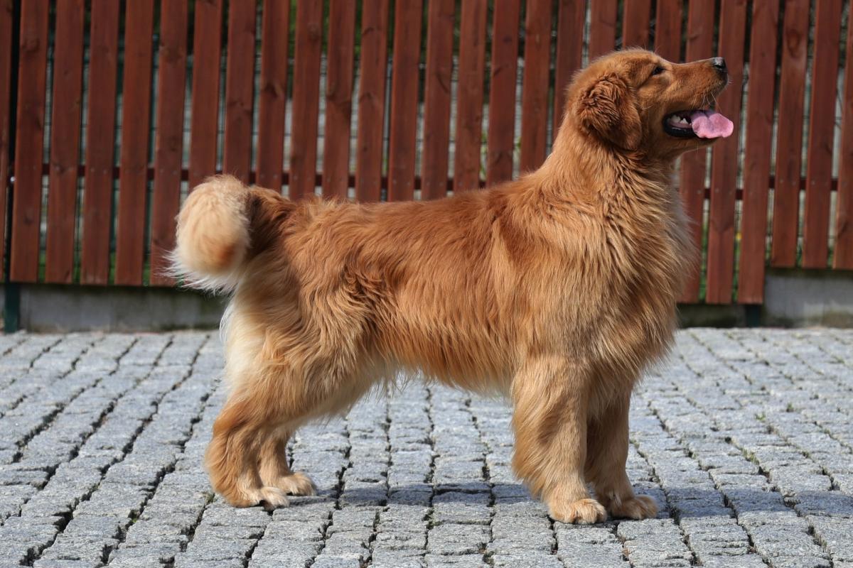 AMBASSADOR LJ Royal Leo FCI the Golden Retriever