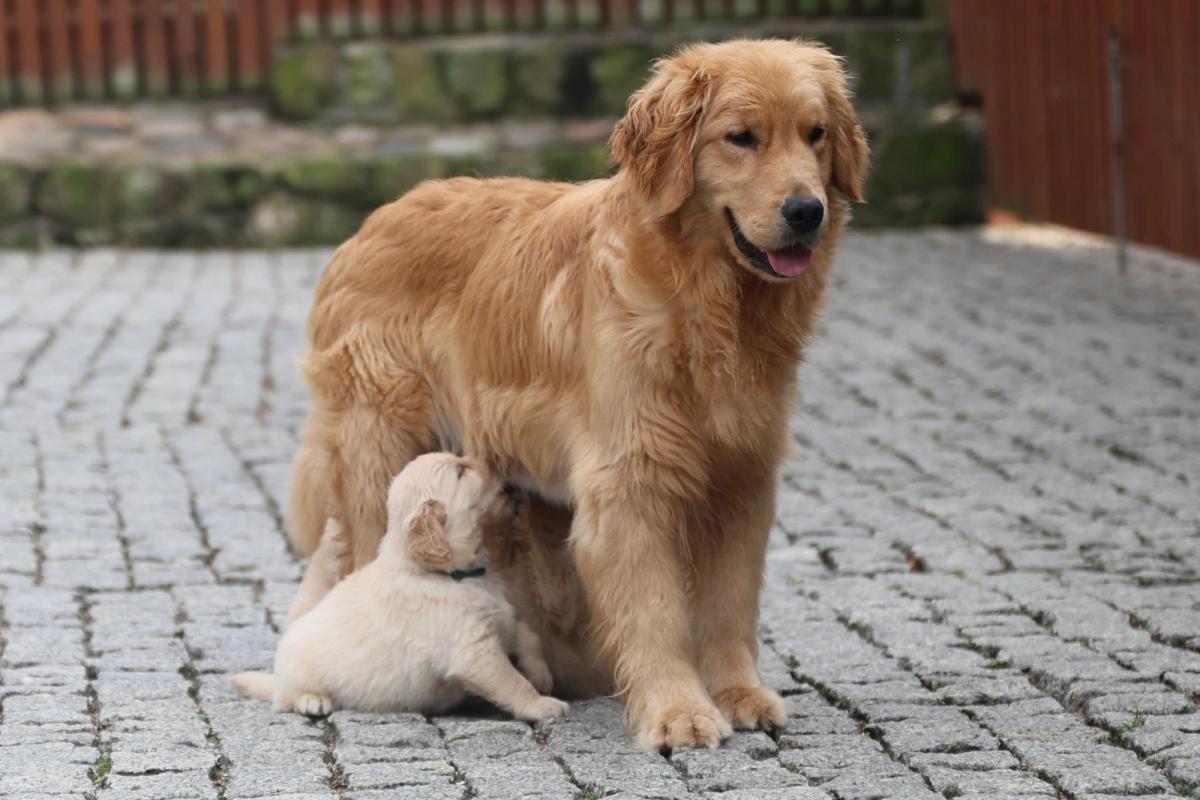ALEYANDRA’S AMBER ROMANSE ROYAL LEO the Golden Retriever