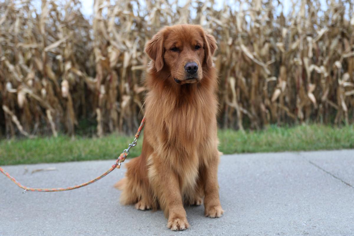 I AM ONE IN A MILLION Royal Leo FCI the Golden Retriever