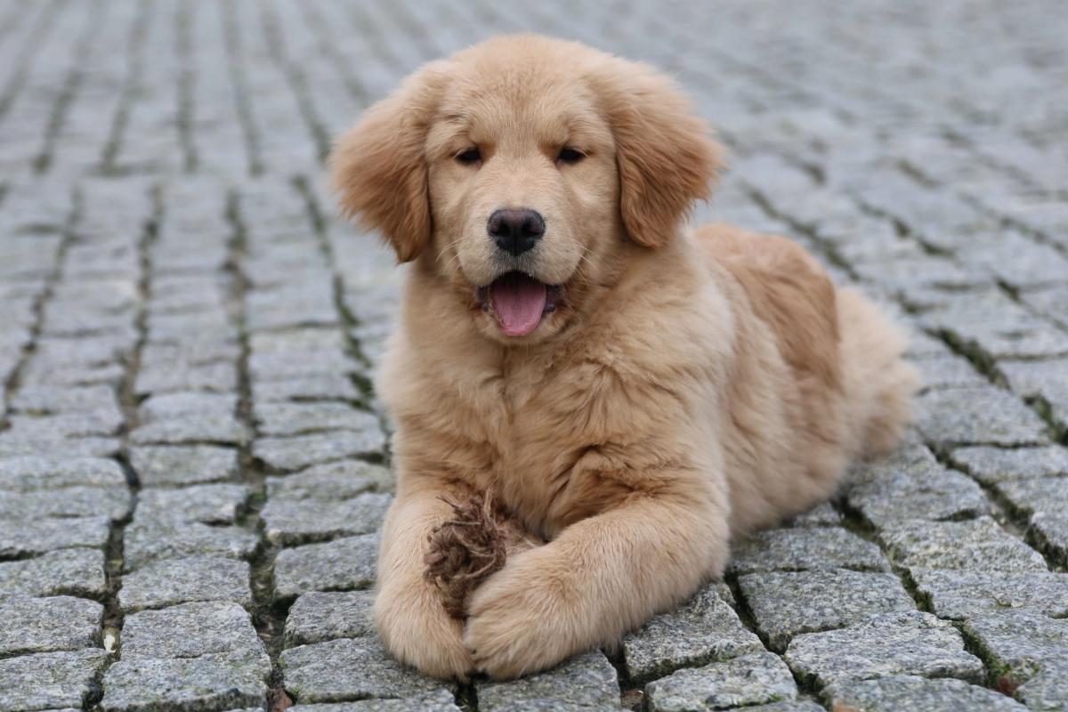 MY WORLD CUP Royal Leo FCI the Golden Retriever