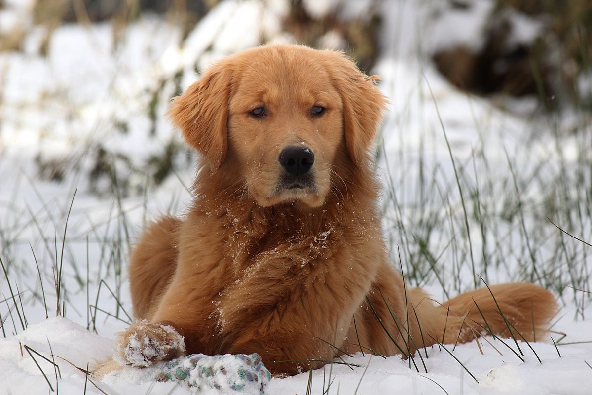 AMBER Gold Sherlock the Golden Retriever
