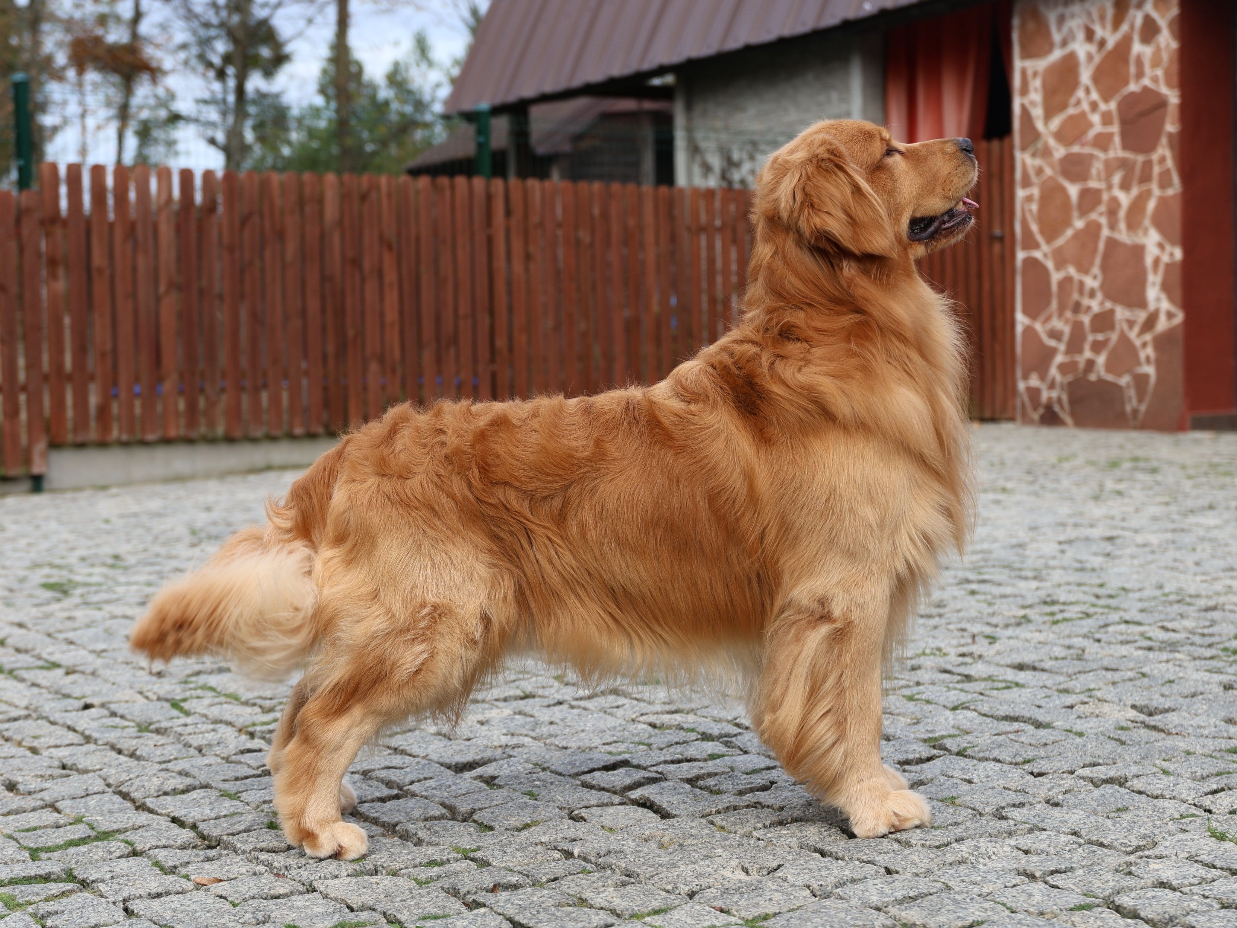 GOLDEN TALE OF DOM GREY the Golden Retriever