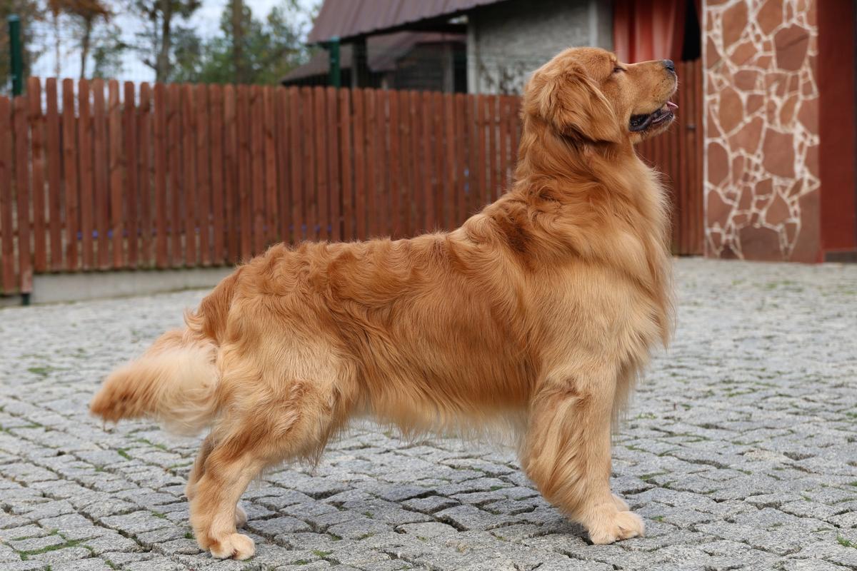 GOLDEN TALE OF DOM GREY the Golden Retriever