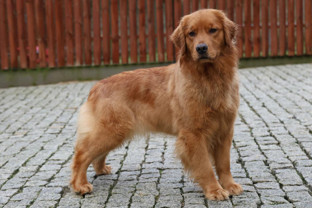 I am Ice Queen Royal Leo  the Golden Retriever