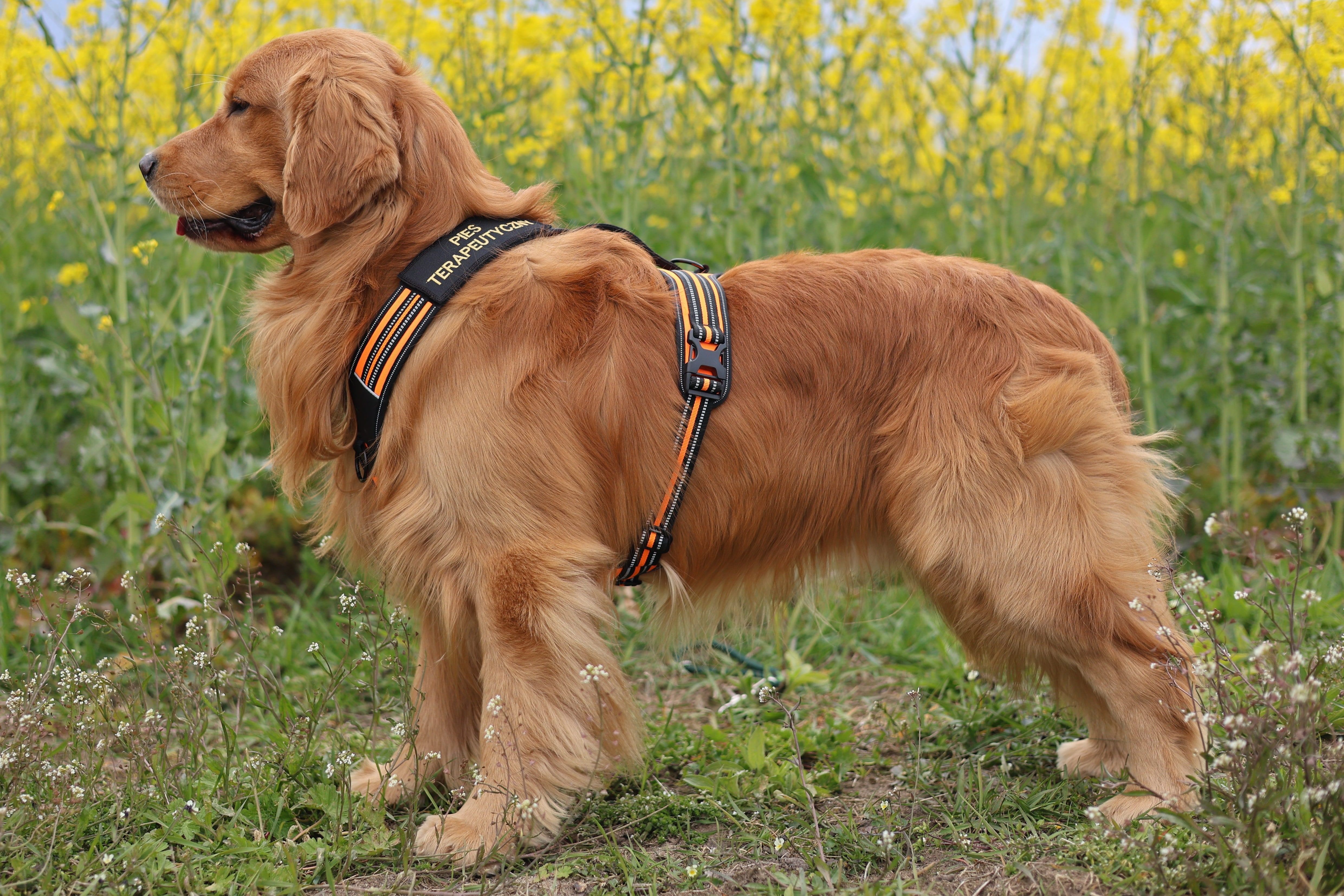 AGAT BALTIC JEWEL GOLD SHERLOCK the Golden Retriever