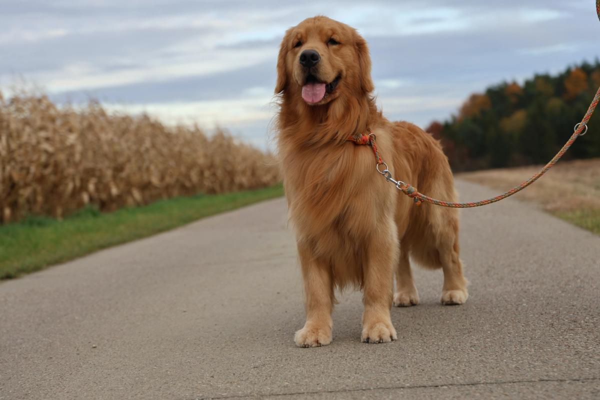 GOLDEN TALE OF DOM GREY the Golden Retriever