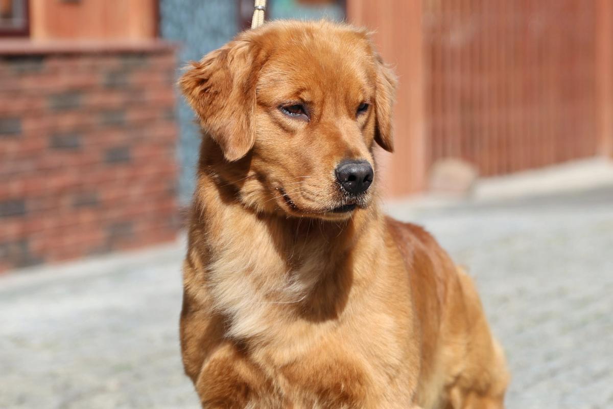 I AM ICE QUEEN Royal Leo  the Golden Retriever