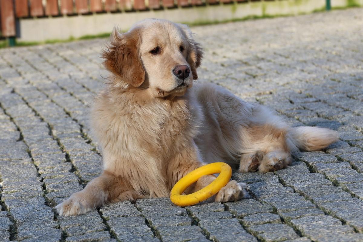 LADY GAGA Royal Leo the Golden Retriever