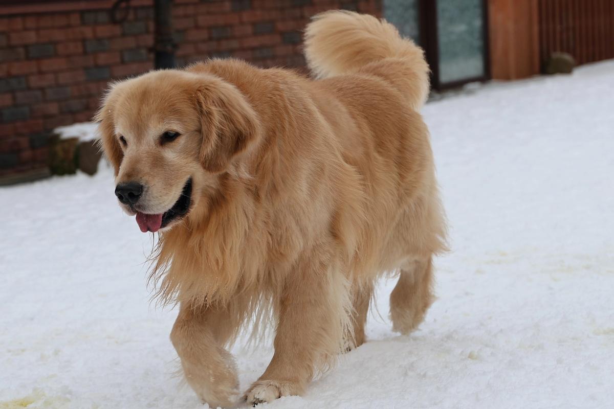 World Cup Gold Sherlock the Golden Retriever