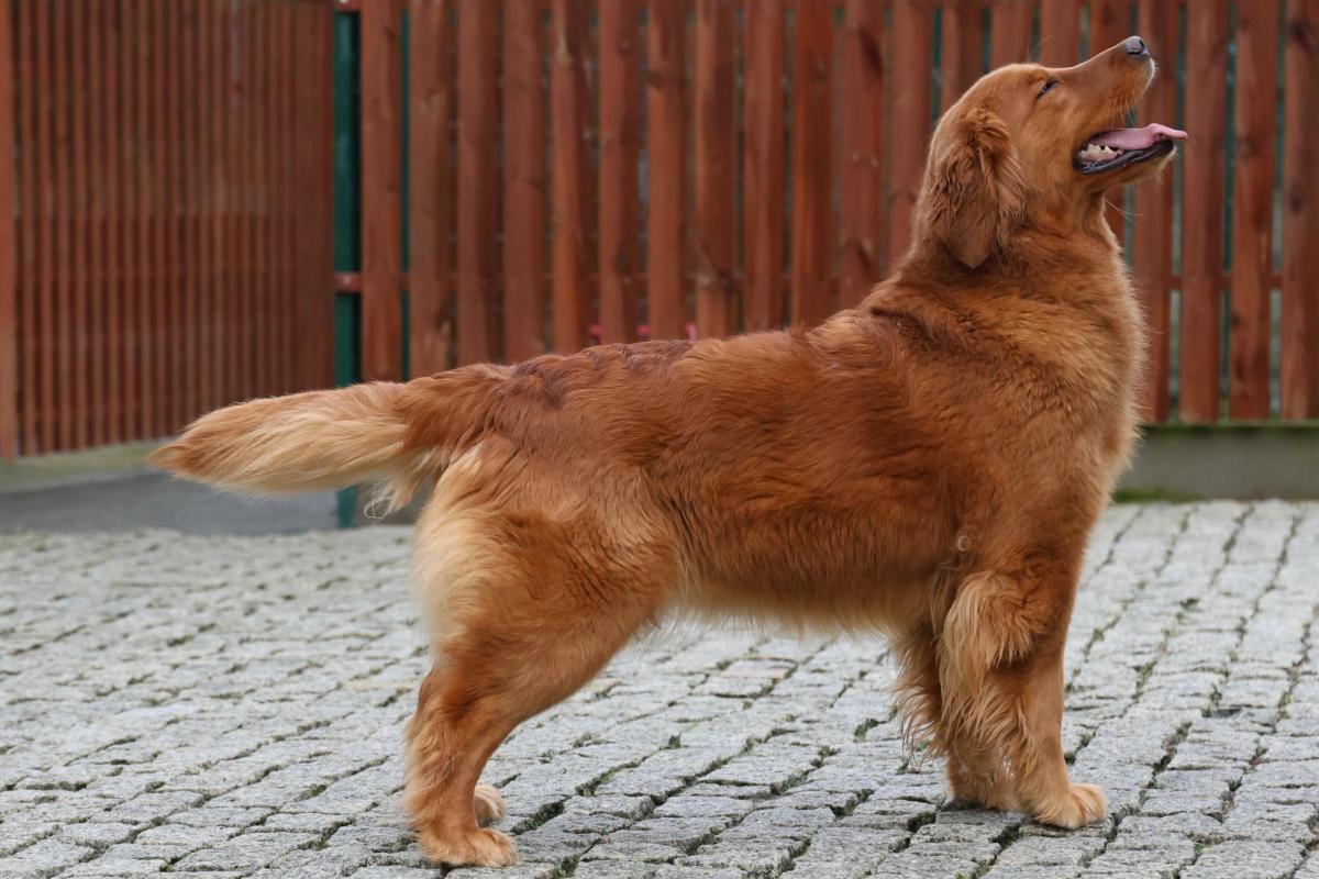 I am a Legend Royal Leo the Golden Retriever