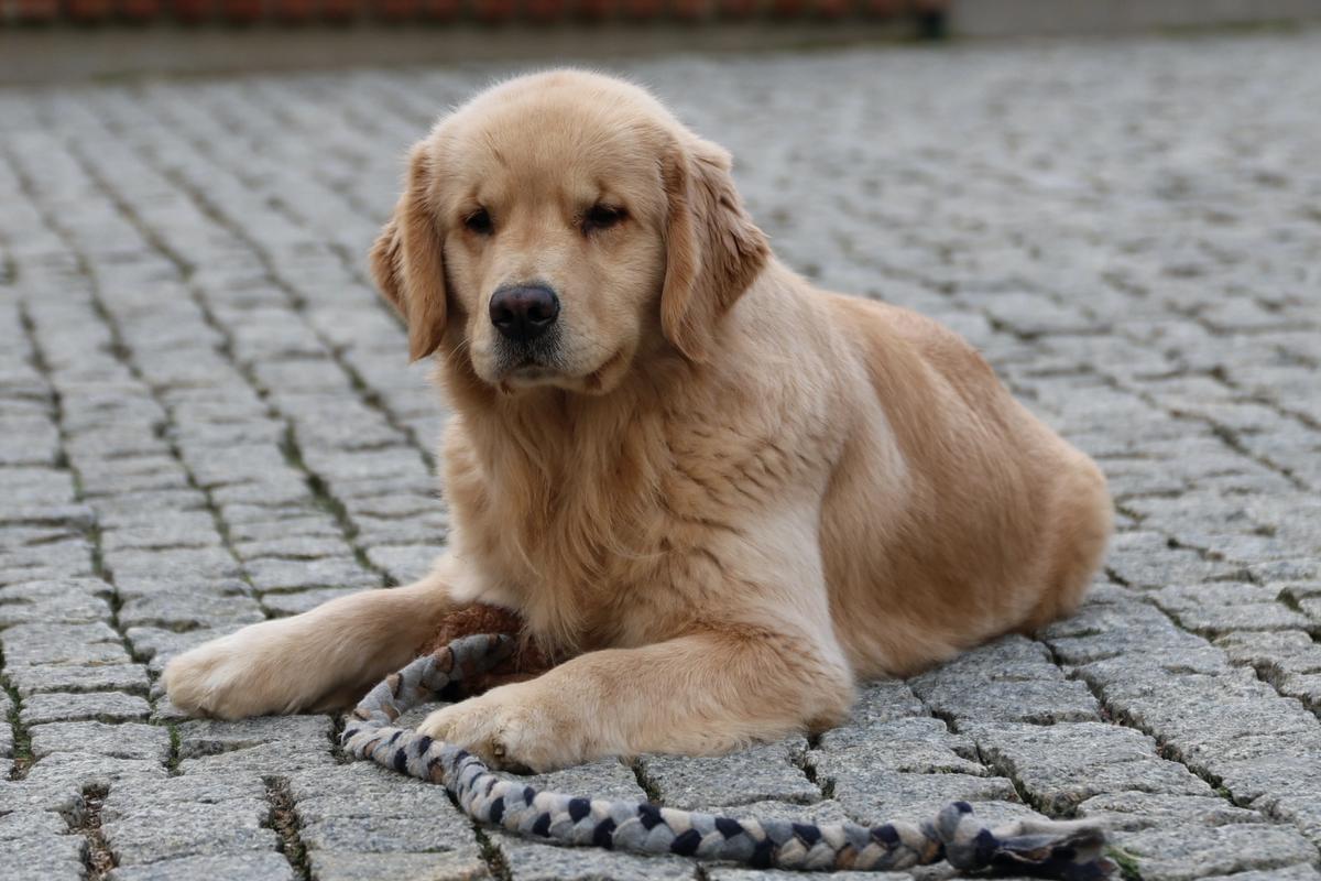 GABRIELA SABATINI EVANS Royal Leo the Golden Retriever