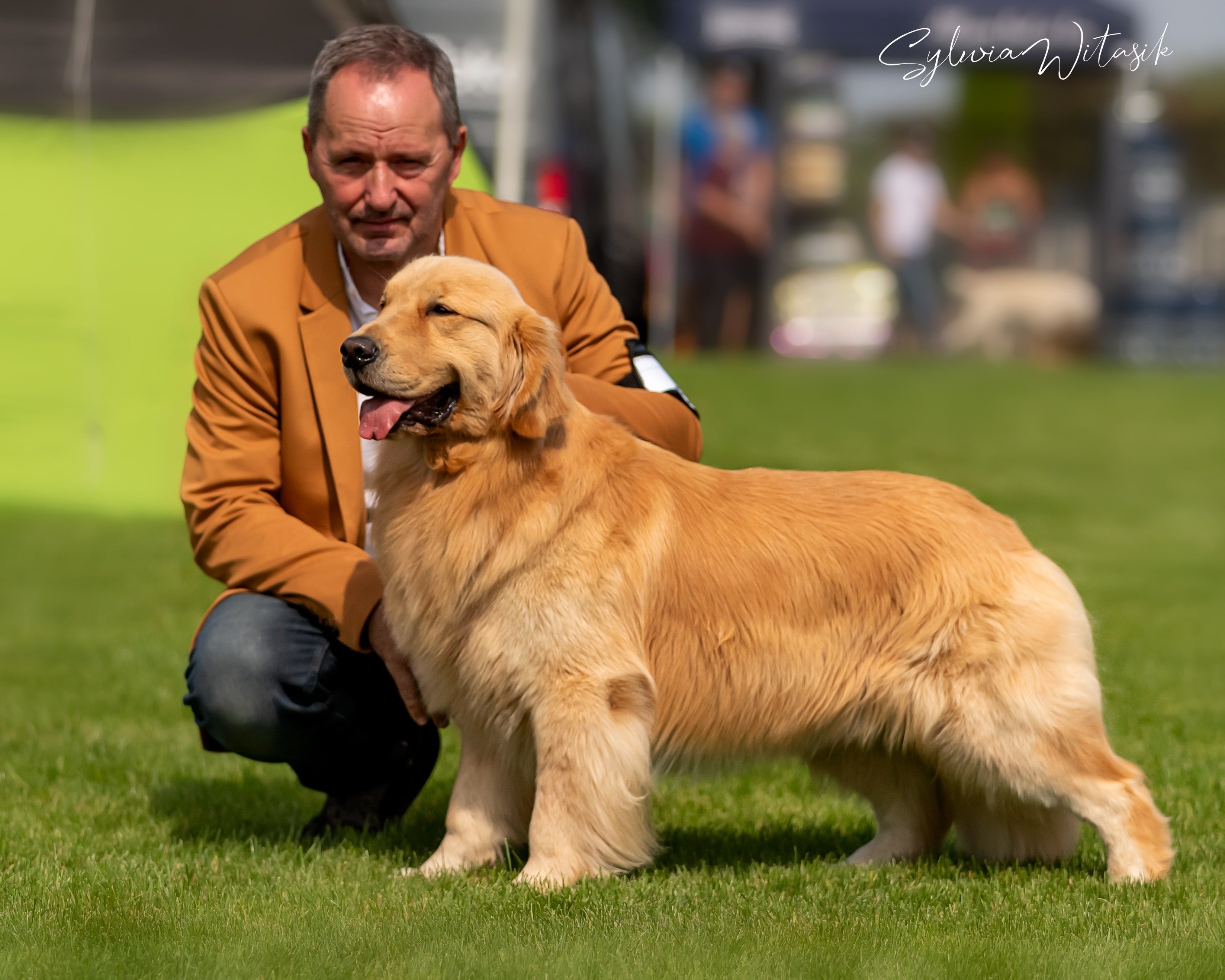WORLD CUP GOLD SHERLOCK the Golden Retriever