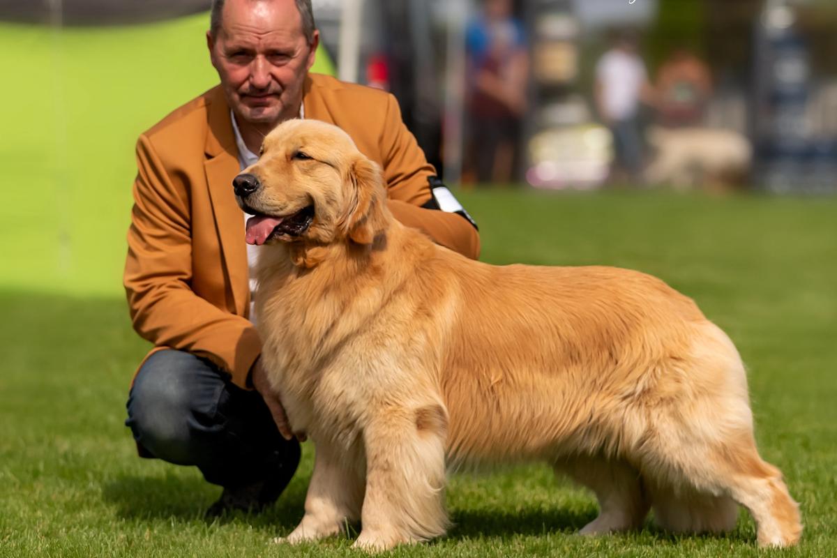 WORLD CUP GOLD SHERLOCK the Golden Retriever
