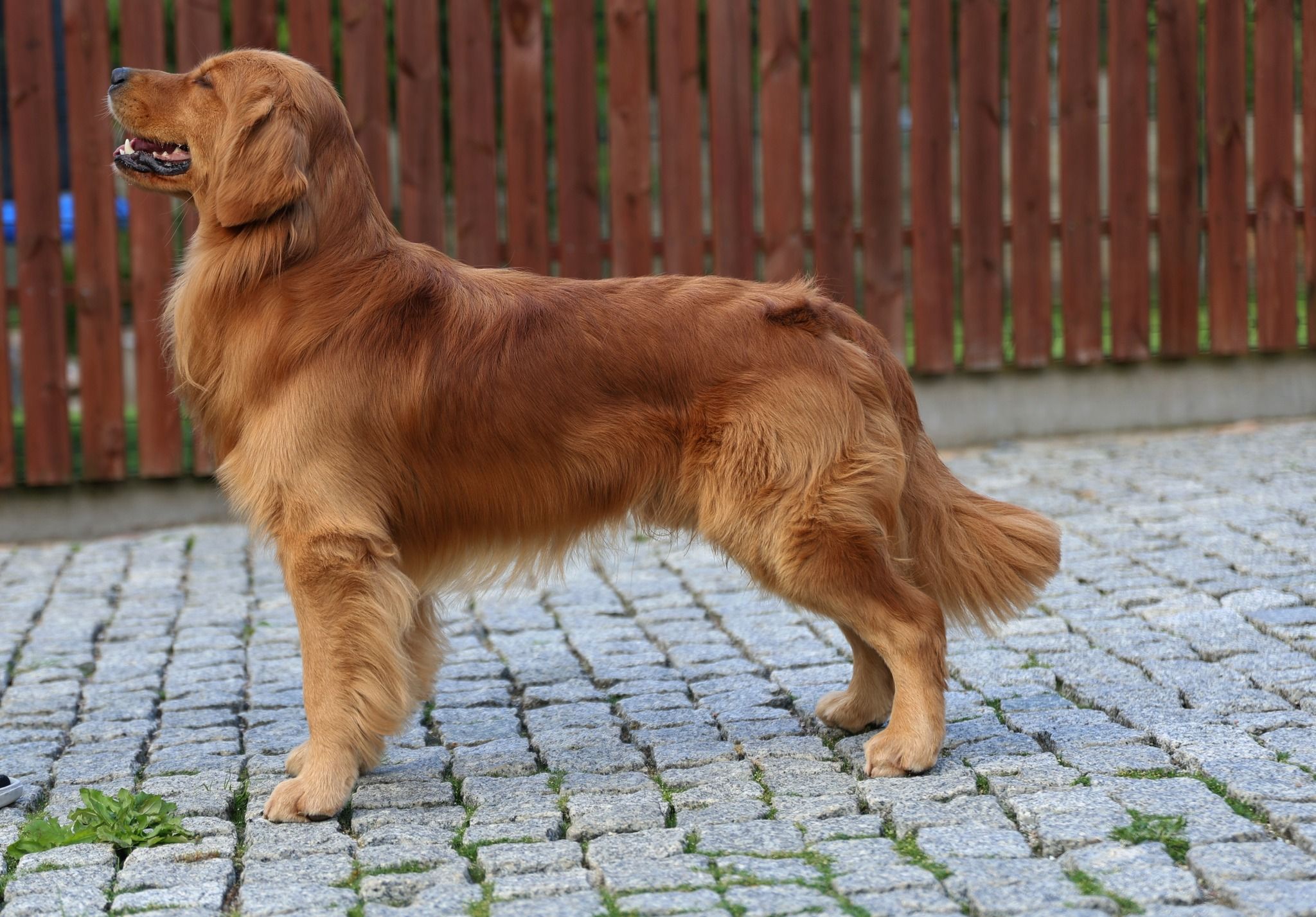 AMERICAN GOLDENS HOME AMBER OUTLANDER the Golden Retriever