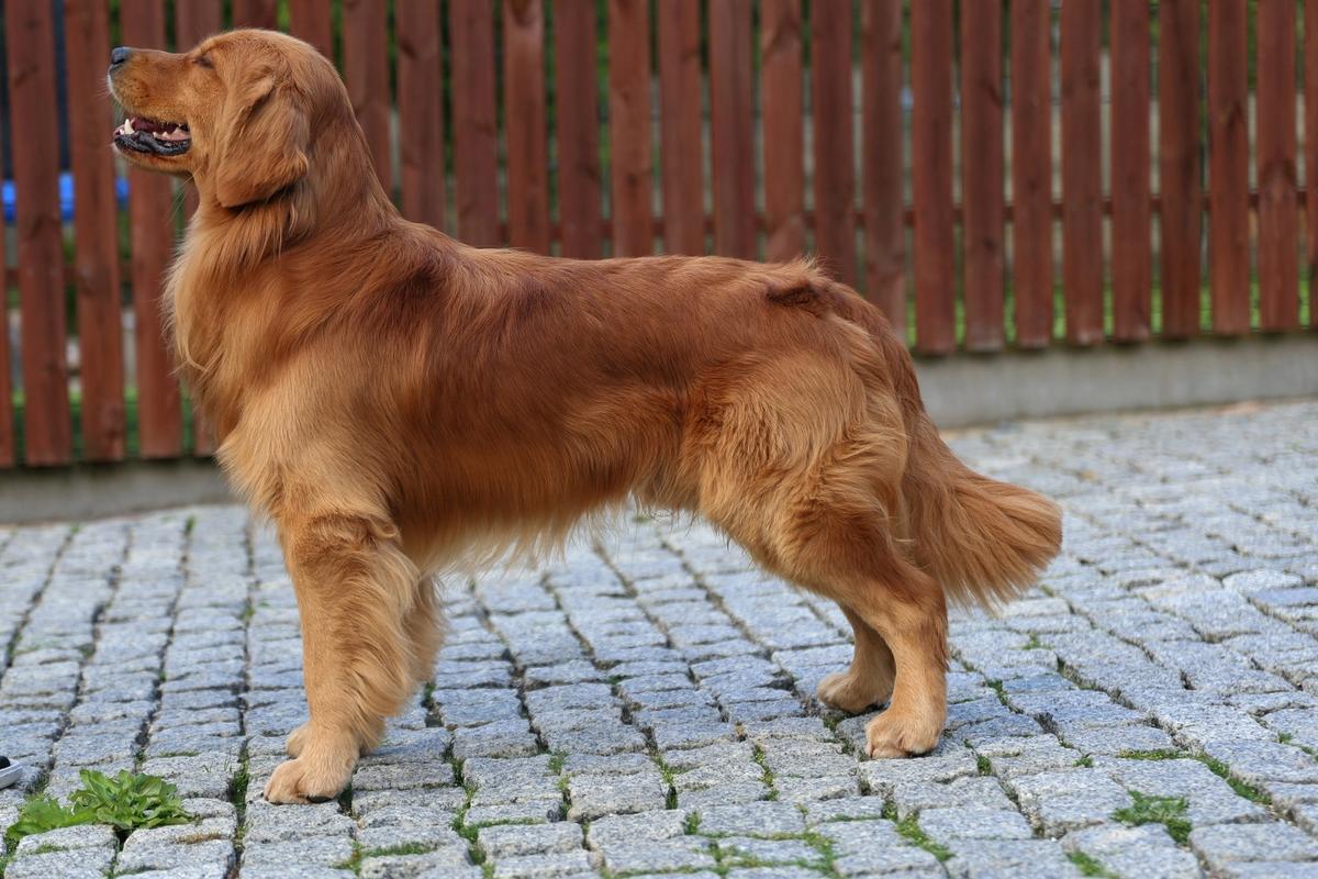 AMERICAN GOLDENS HOME AMBER OUTLANDER the Golden Retriever