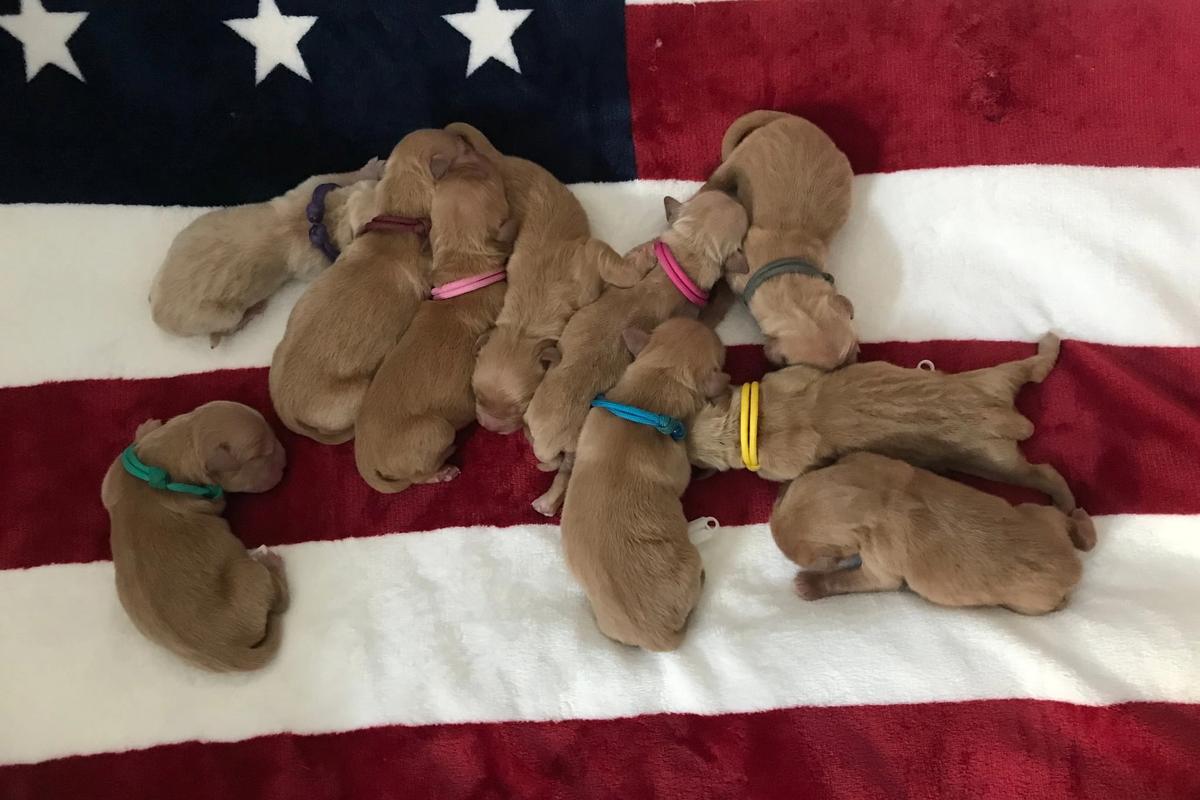 the Lolita & Simba litter