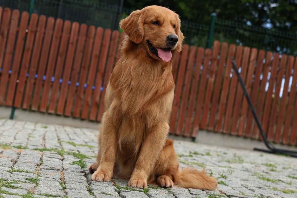 AMERICAN GOLDENS HOME AMBER OUTLANDER the Golden Retriever