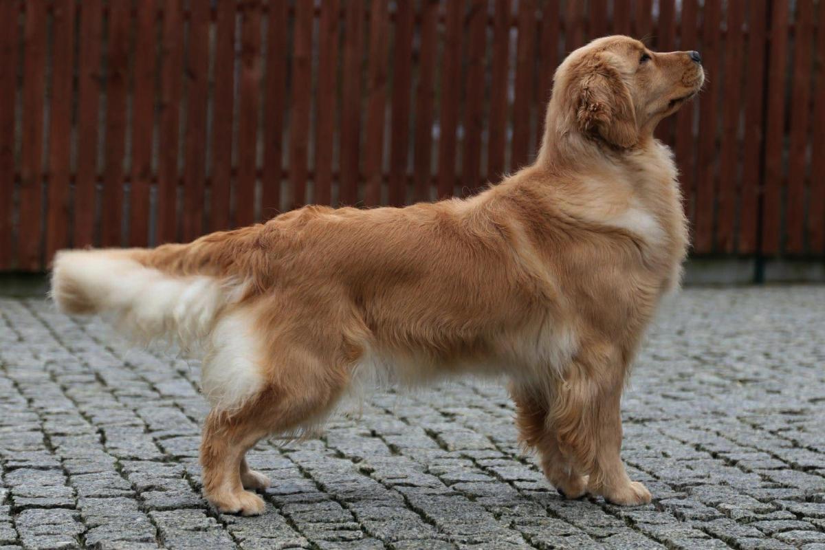 ALEYANDRA’S AMBER ROMANSE Royal Leo the Golden Retriever