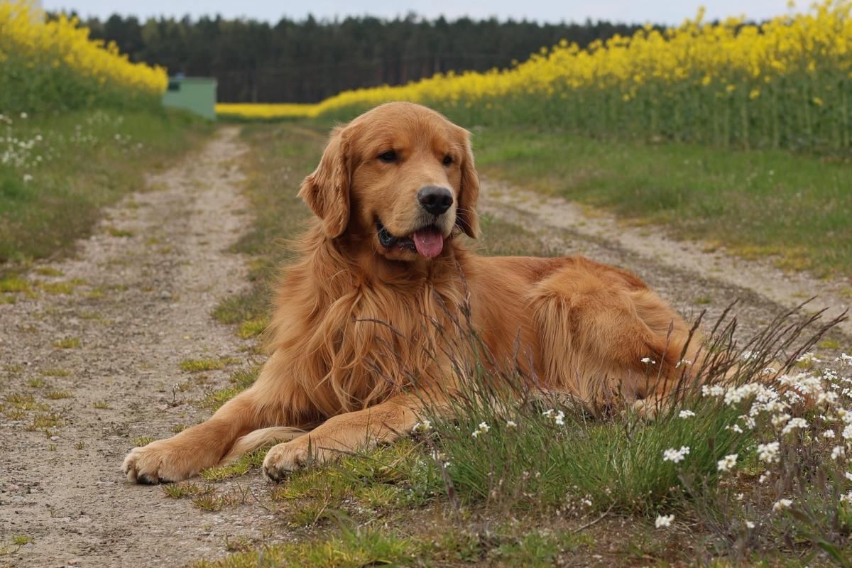 AGAT BALTIC JEWEL GOLD SHERLOCK the Golden Retriever