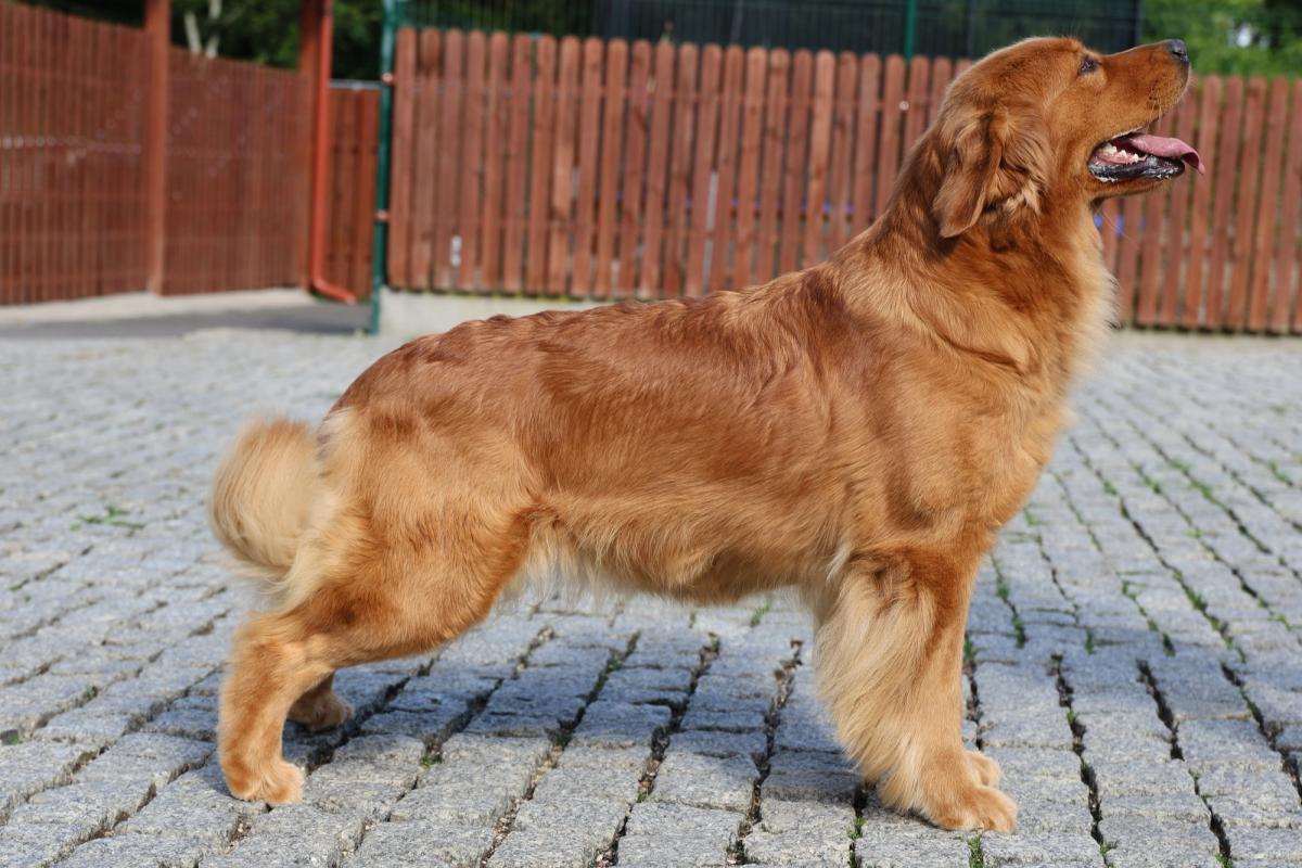 I AM ICE QUEEN Royal Leo  the Golden Retriever