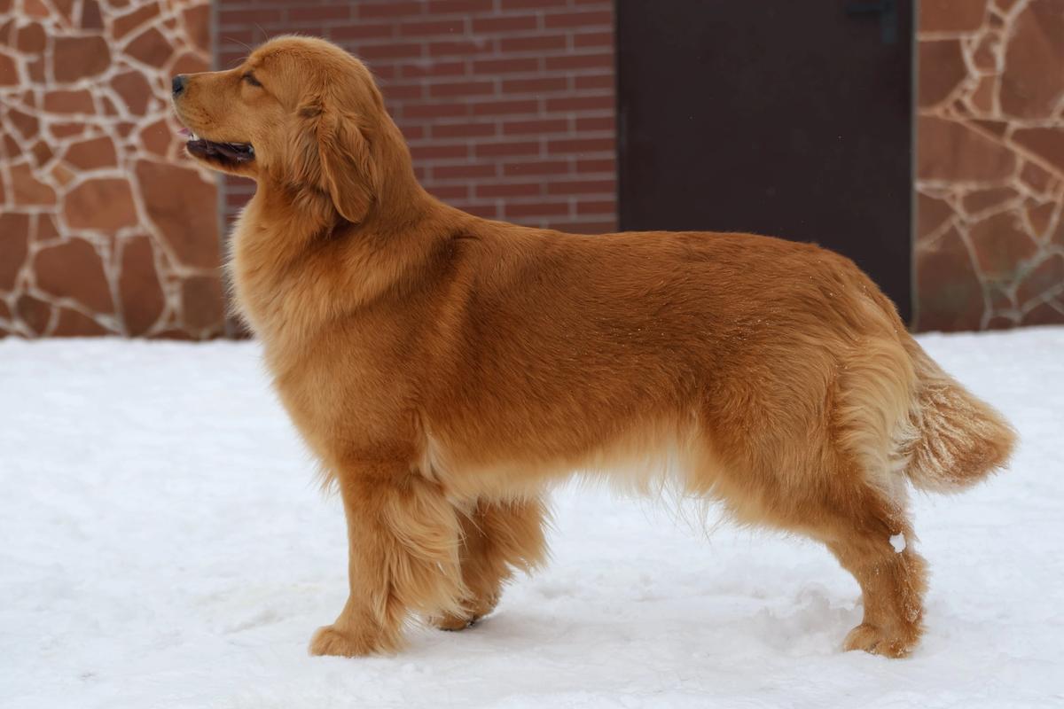 MY WORLD CUP Royal Leo FCI the Golden Retriever