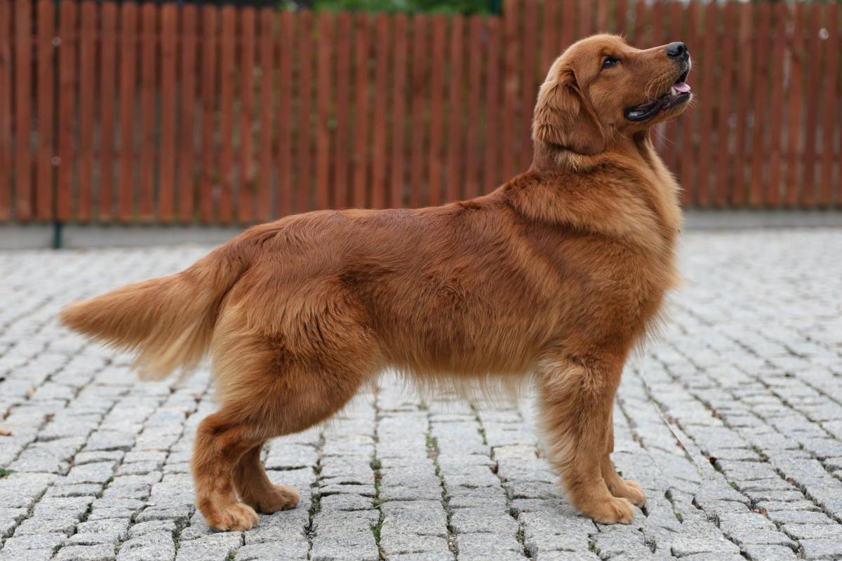 I AM ONE IN A MILLION Royal Leo FCI the Golden Retriever