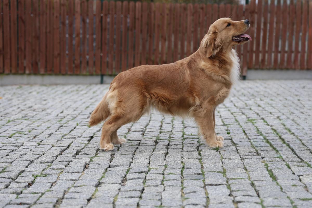 LADY MADONNA Royal Leo the Golden Retriever