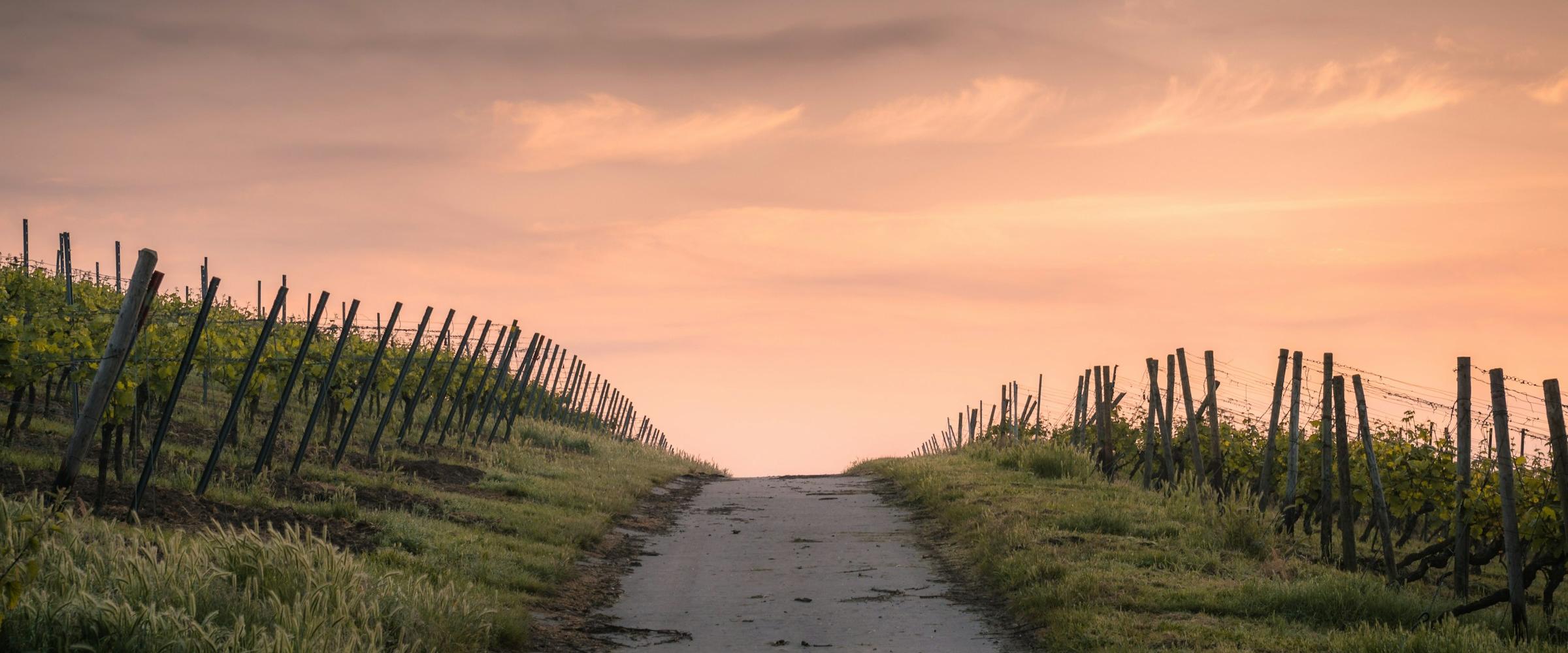 Een pad tussen wijngaarden onder een roze avondlucht