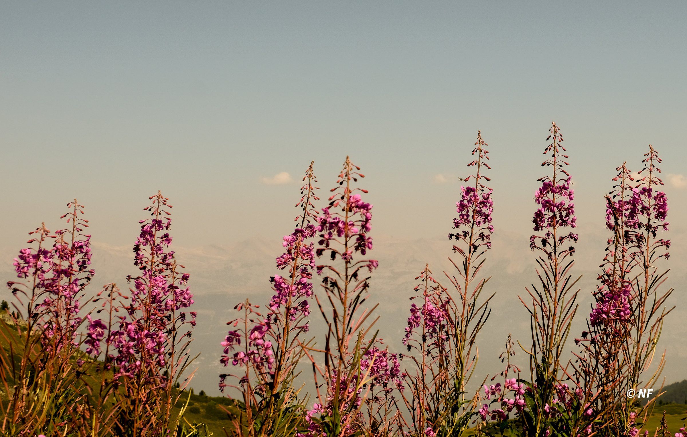 Roze wilgenroosjes tegen een avondlucht