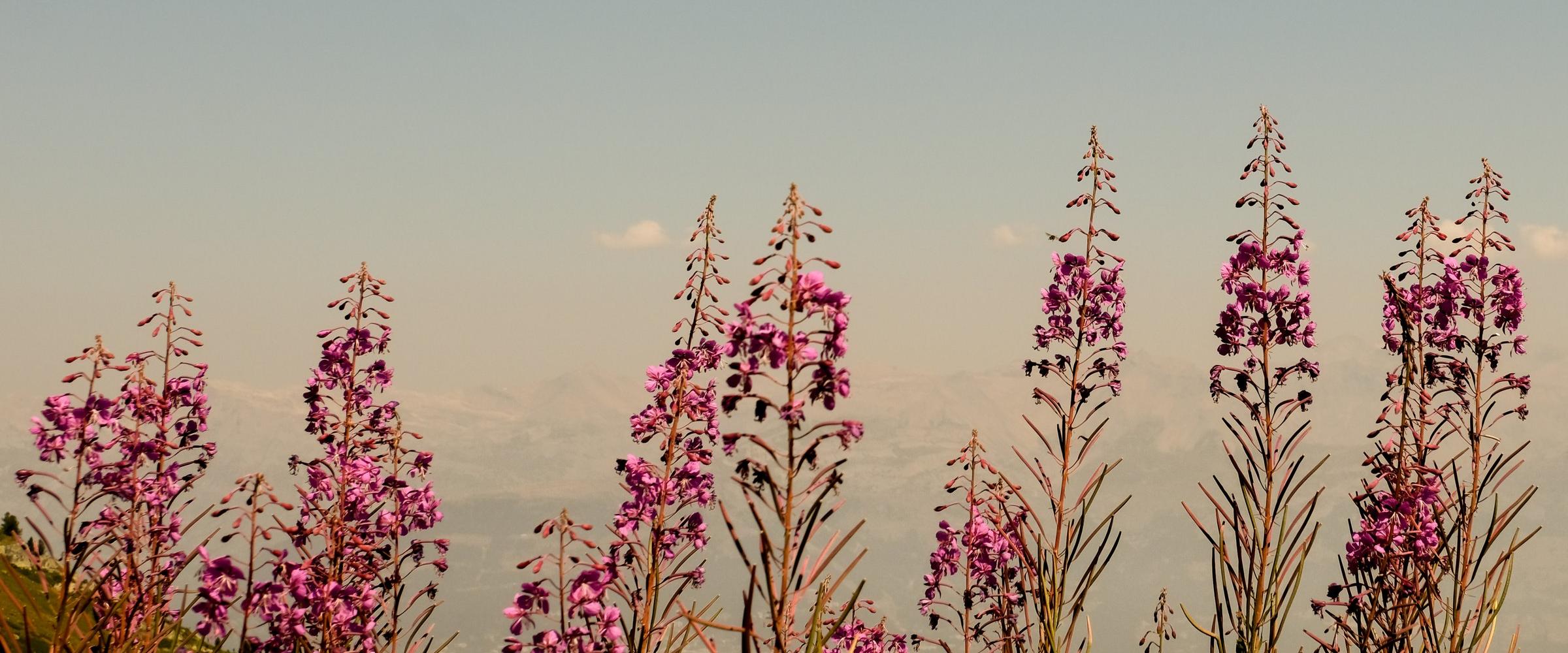 Roze wilgenroosjes tegen een avondlucht