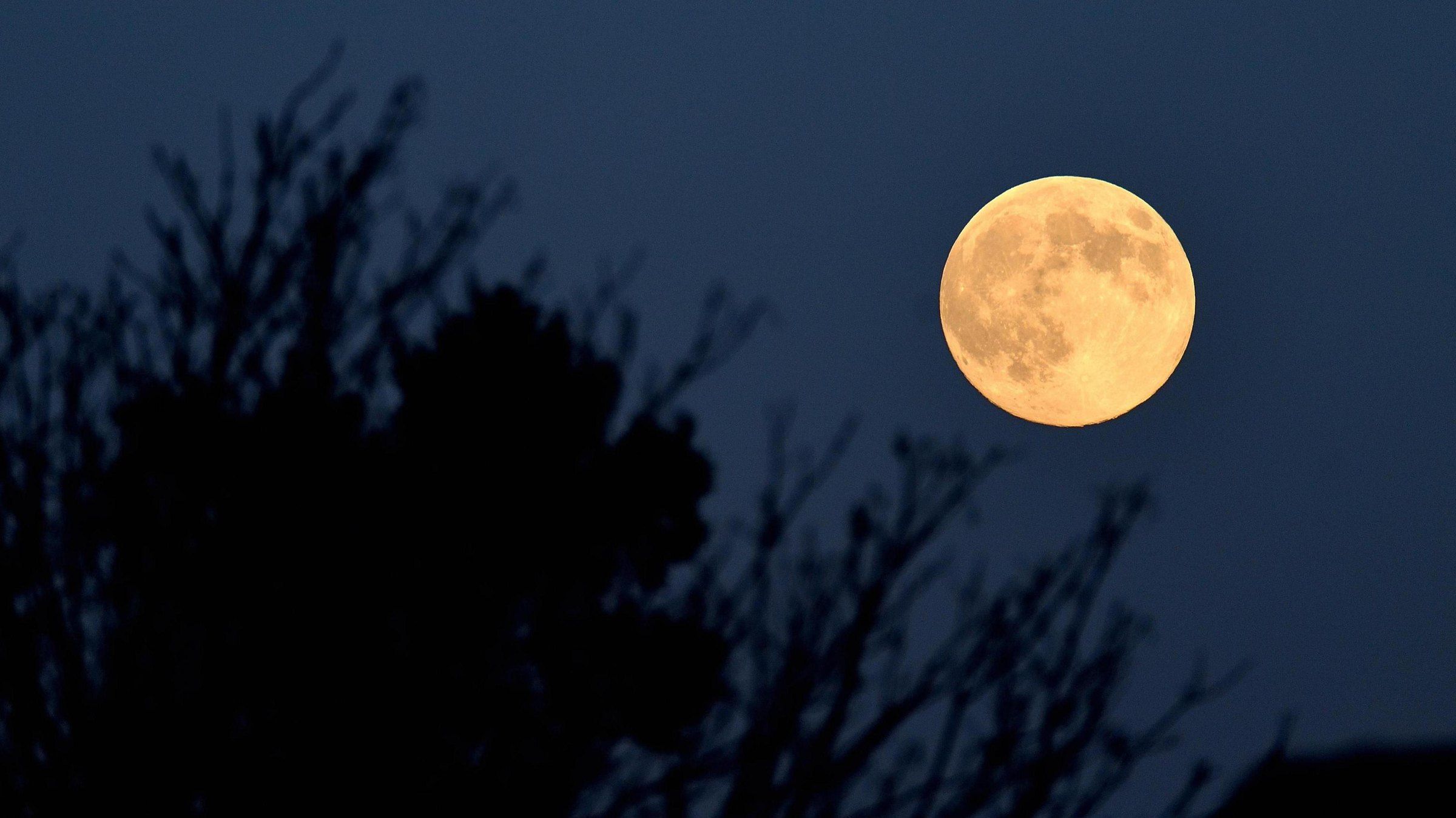 De volle maan boven het silhouet van bomen