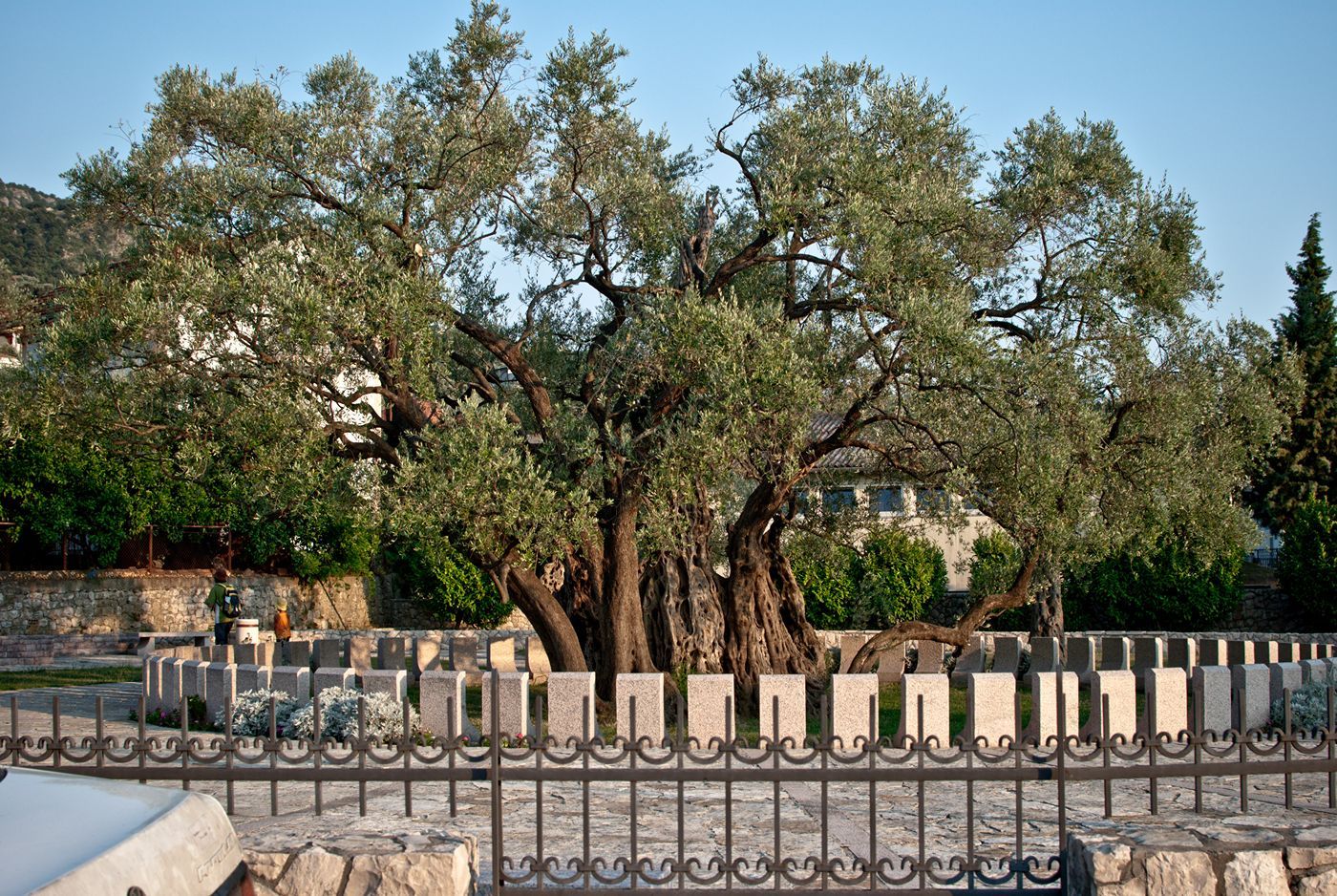 A view of the gnarled trunk and wide branches of the 2,000-year-old olive tree in Mirovica, Bar.
