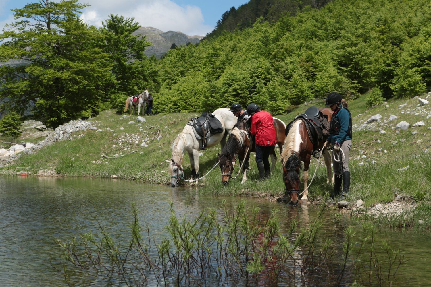 一群骑马者让他们的马在宁静的山间湖泊饮水，周围是郁郁葱葱的绿色森林。
