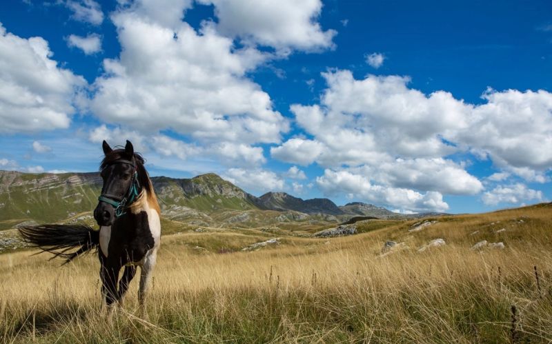 山地骑马徒步与探险