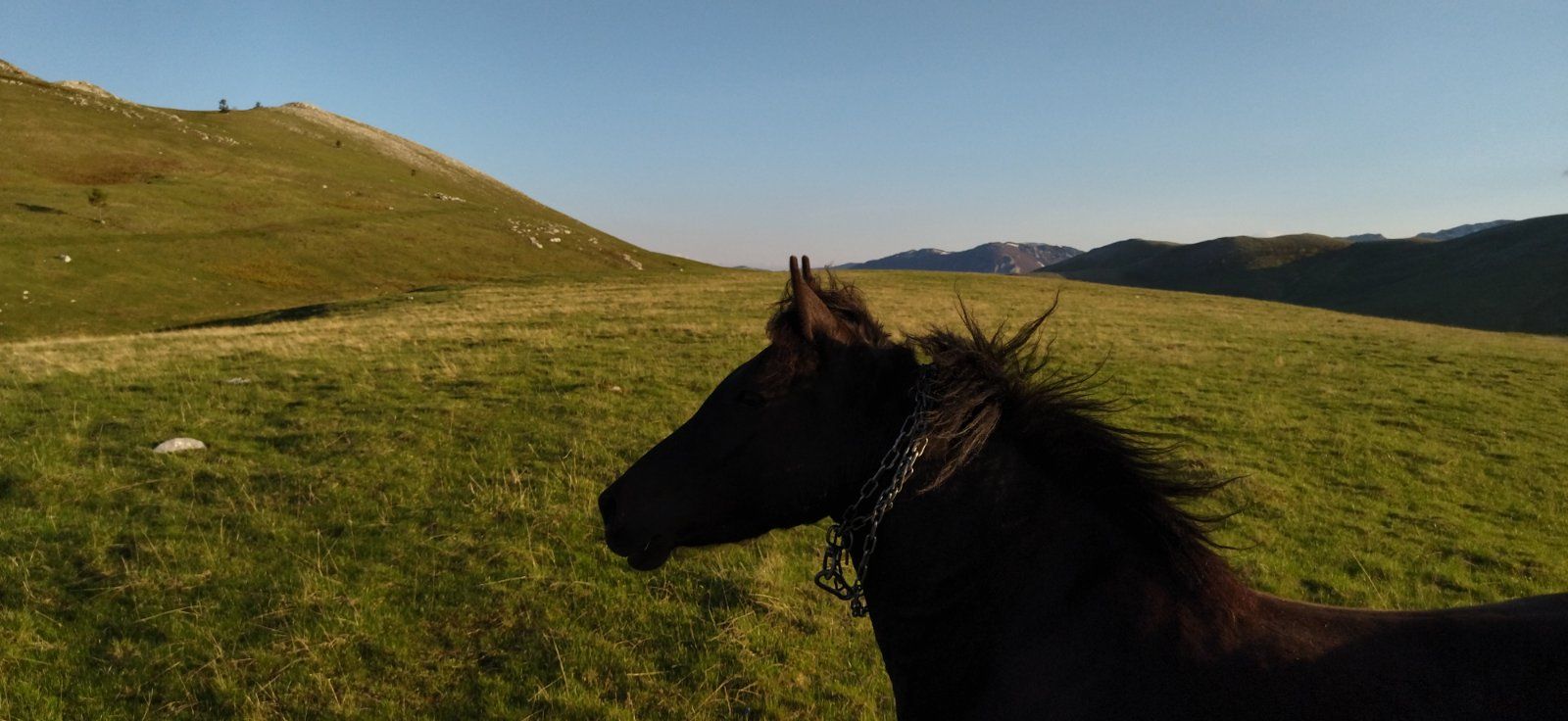 The silhouette of a dark horse's head against a backdrop of rolling green hills in Durmitor at sunset.