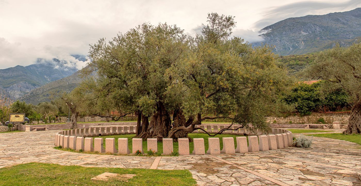 The ancient Stara Maslina (Old Olive Tree) in Bar, set in a paved square with the Rumija mountains in the background.