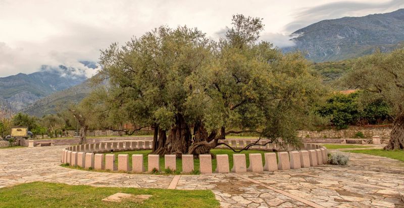 The ancient Stara Maslina (Old Olive Tree) in Bar, set in a paved square with the Rumija mountains in the background.