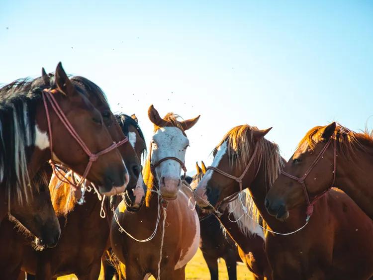 A close-up of a group of beautiful brown and white horses standing together in a field under a clear blue sky in Durmitor.