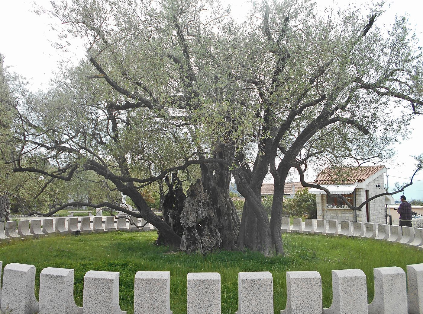 A close-up of the massive, ancient, and hollowed trunk of the Stara Maslina, showcasing its great age.
