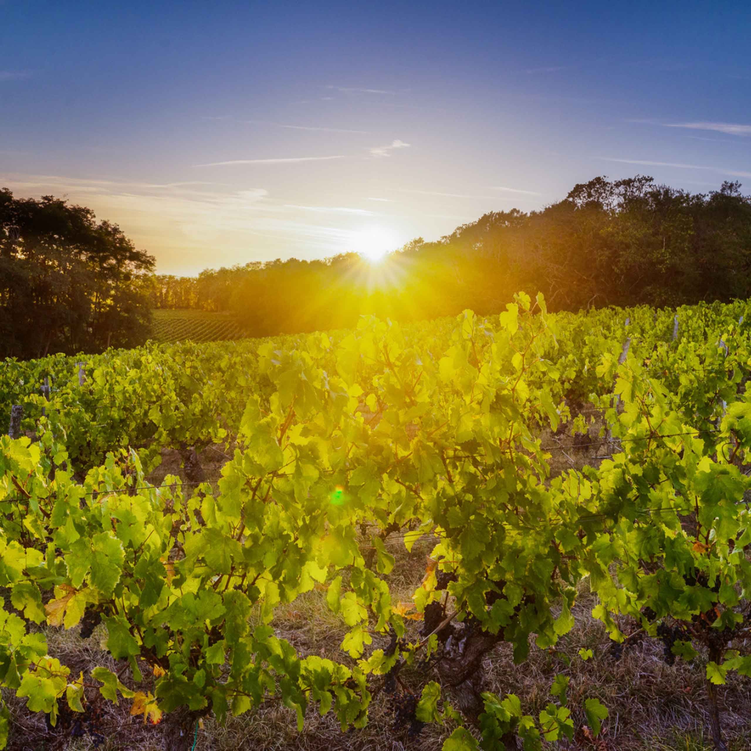 Vignoble à Bourgueil