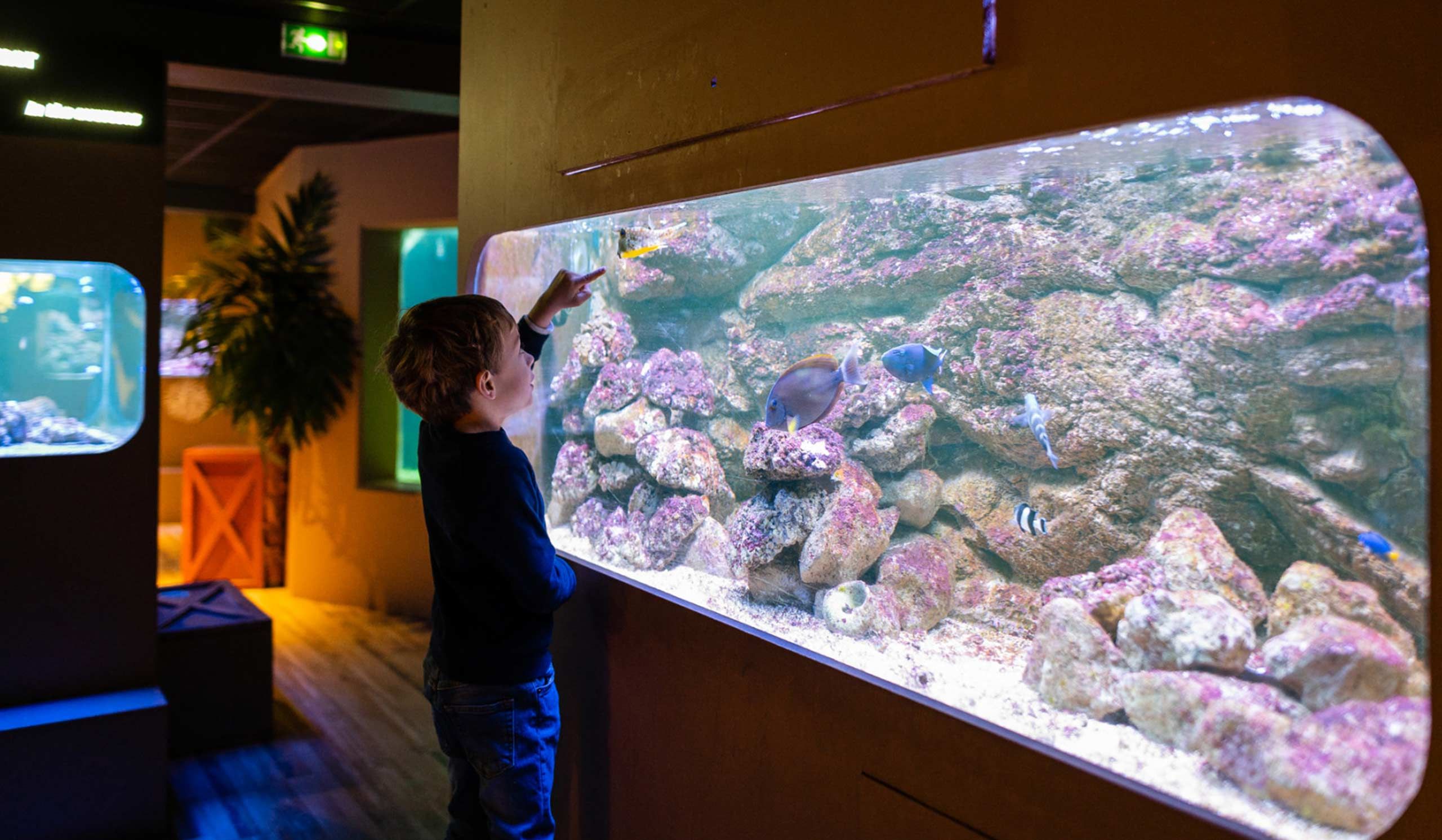 Des enfants regardent des poissons