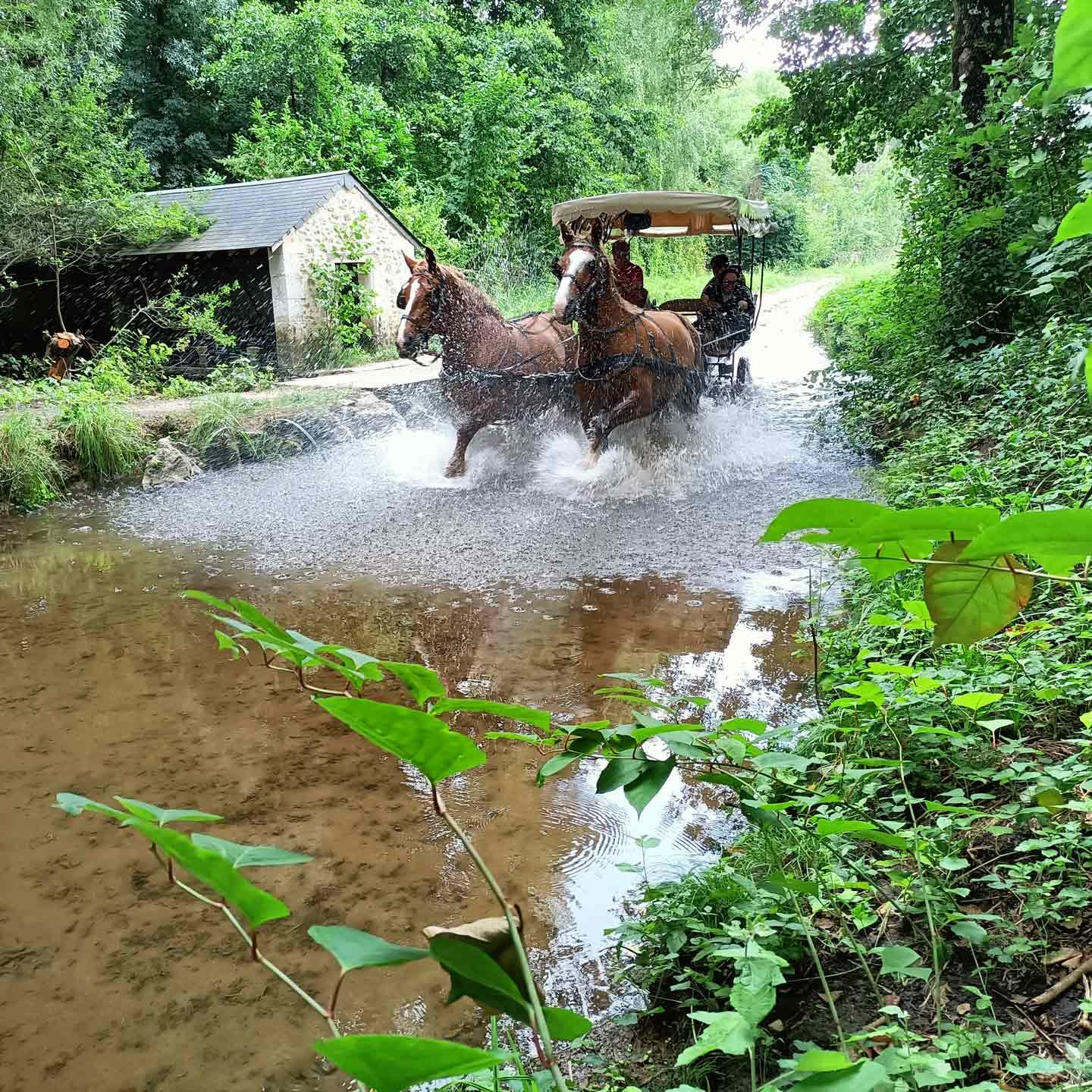 Prendre les rênes de sa journée en calèche