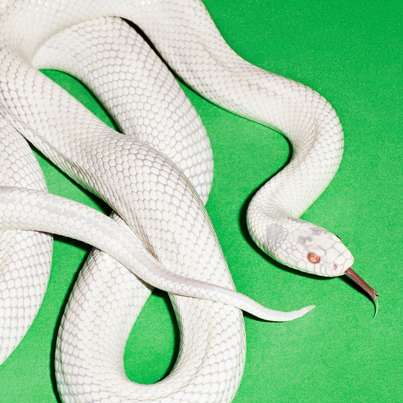 Ключевые альбомы 2025: Deftones - private music