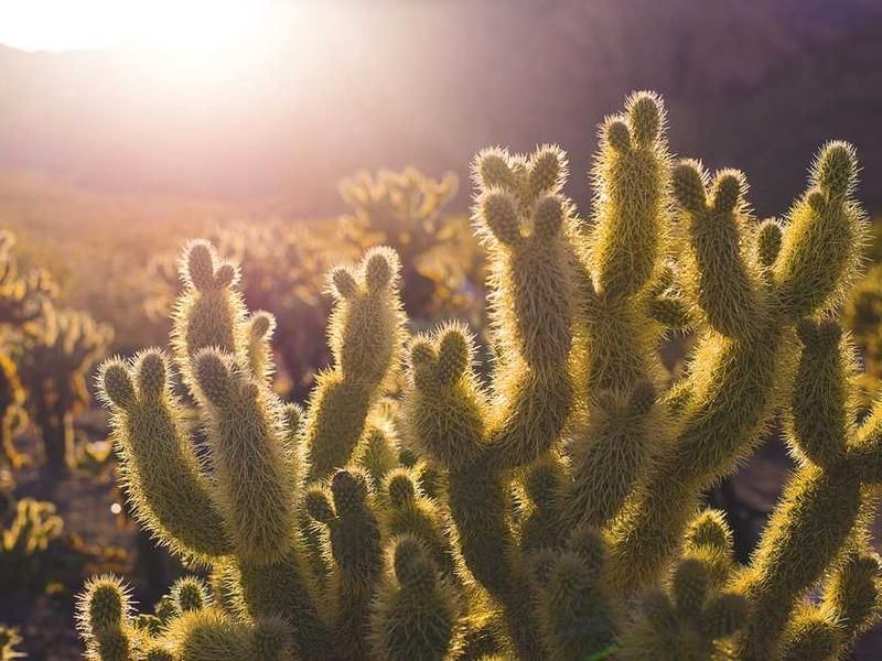 Personalized Landscape Design image 1